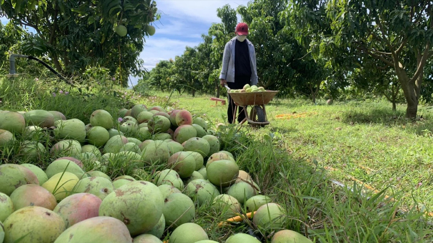 Sau trận gió lớn, xoài rụng đều là quả non, không ai thu mua Sau trận gió lớn, xoài rụng đều là quả non, không ai thu mua