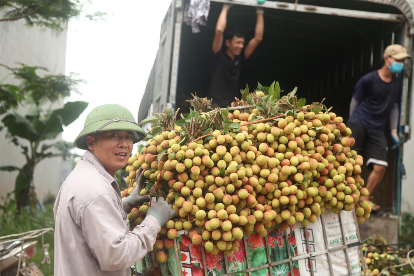 Vải thiều được mùa, xuất khẩu nhiều với giá cao ảnh 1