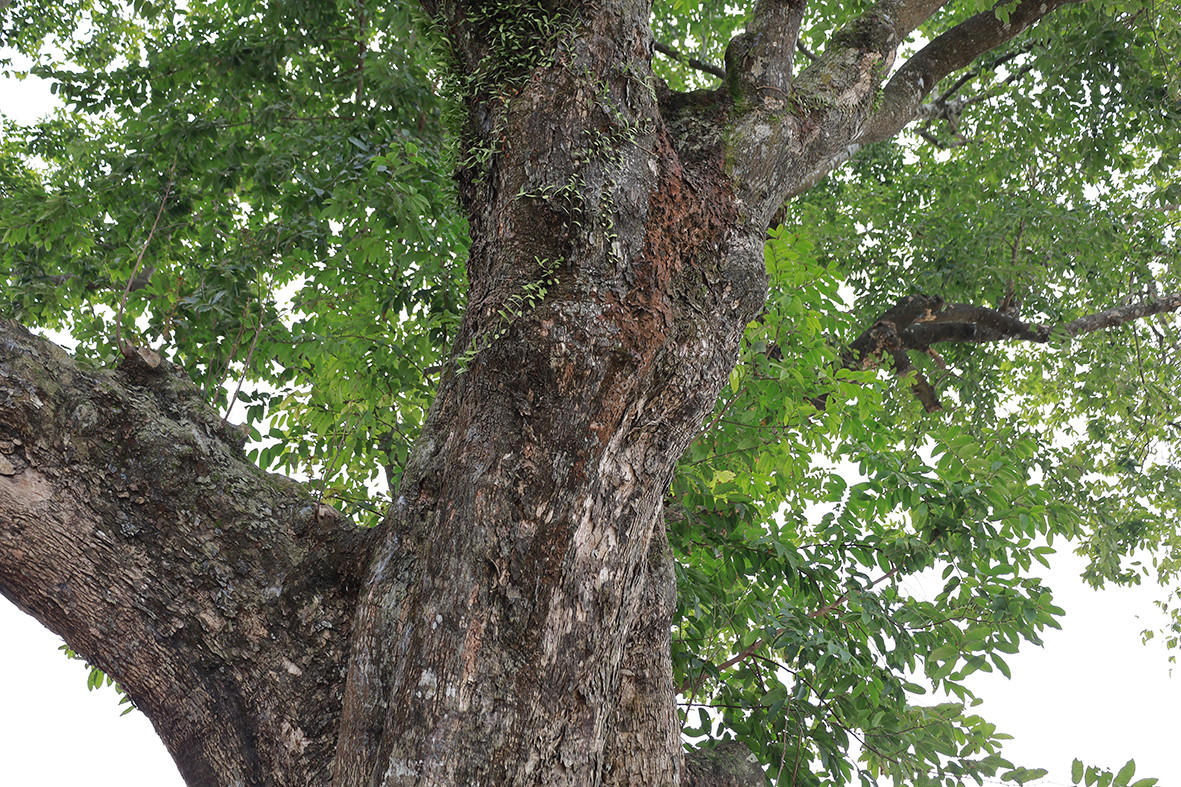 Dù đã 1.100 năm tuổi, nhưng cành lá của cây thị vẫn xanh tươi