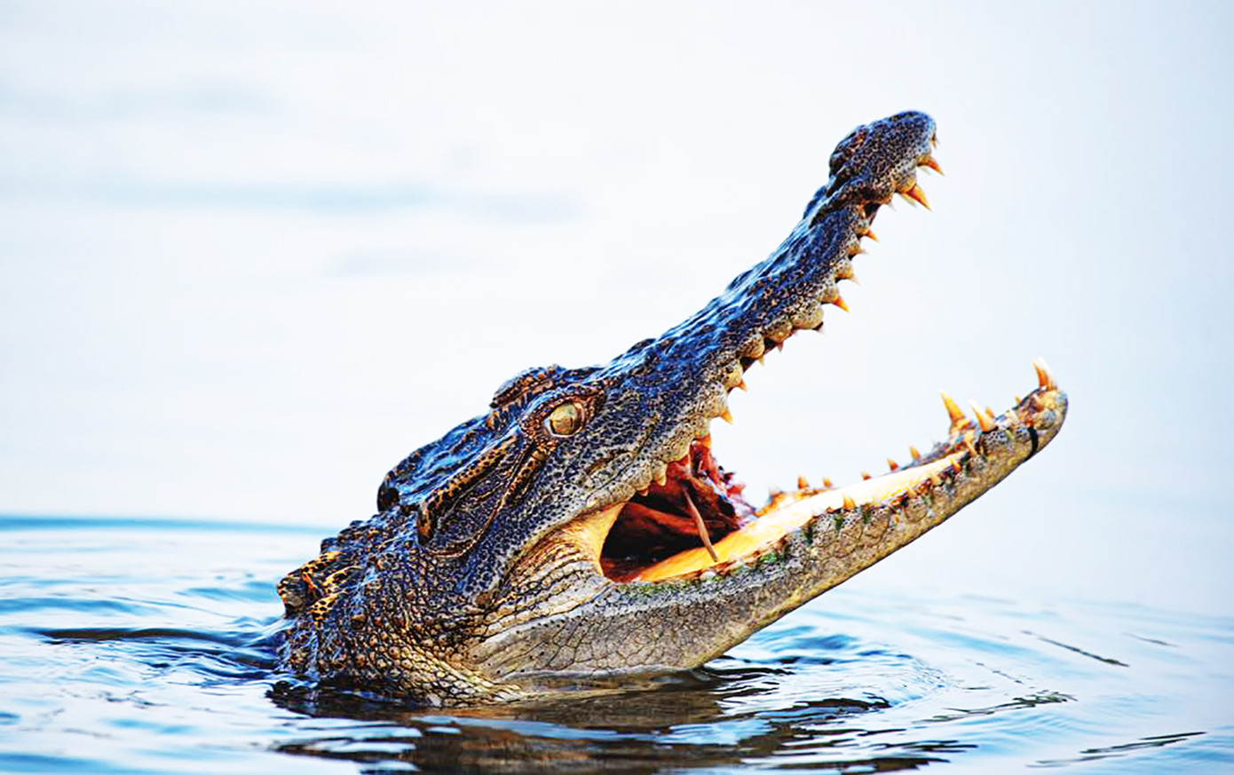 Cá sấu Xiêm. Ảnh: Lê Đức Khánh Cá sấu Xiêm. Ảnh: Lê Đức Khánh