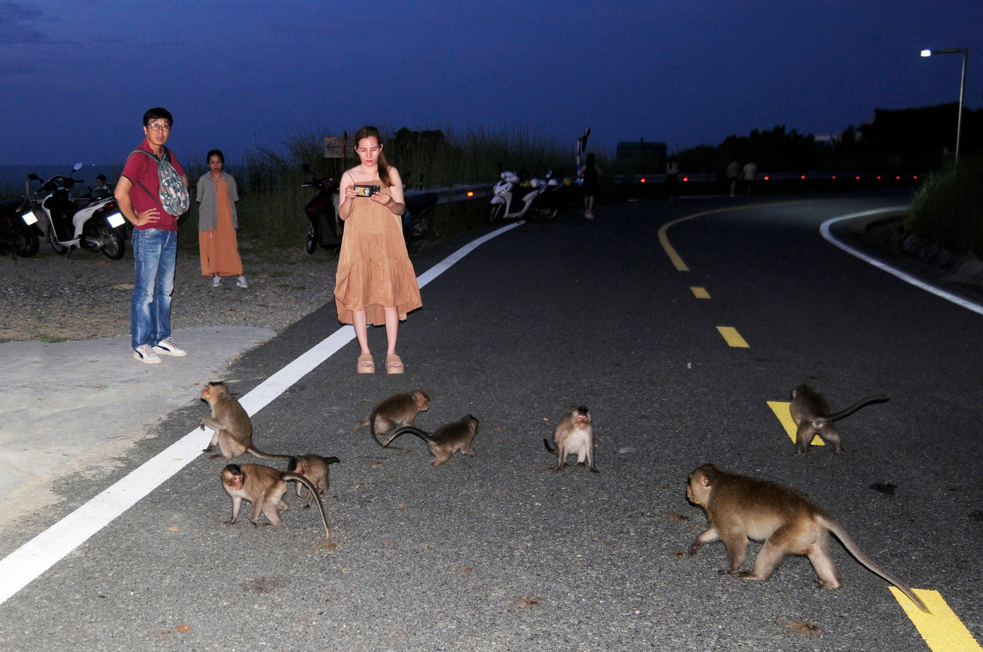 Đàn khỉ đuôi dài hàng chục con tràn xuống đường để xin đồ ăn