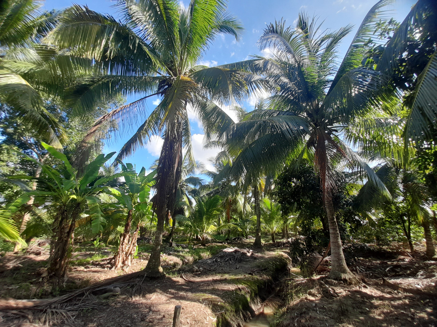 Những vườn dừa sáp bạt ngàn ở Cầu Kè, Trà Vinh