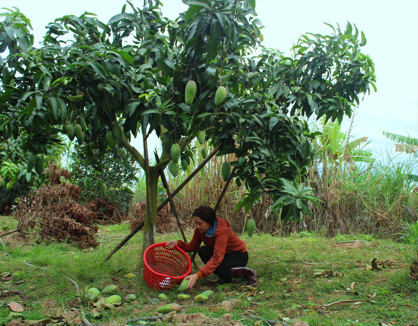 Người dân huyện Ea Súp chủ yếu trồng các giống xoài Úc, Thái xanh, Đài Loan và cát Hòa Lộc Người dân huyện Ea Súp chủ yếu trồng các giống xoài Úc, Thái xanh, Đài Loan và cát Hòa Lộc