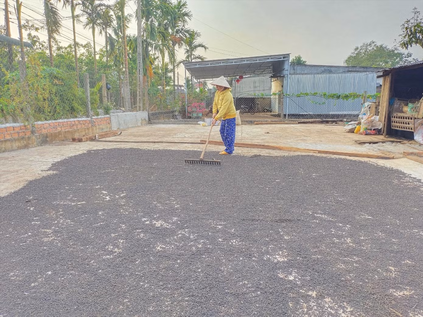 Tiêu sau khi thu hoạch sẽ được phơi khô Tiêu sau khi thu hoạch sẽ được phơi khô
