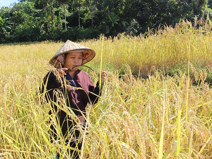 Người dân ở bản Bàn, xã Quang Chiểu, huyện Mường Lát thu hoạch lúa nếp Cay Nọi