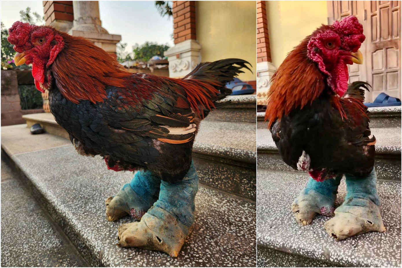 Gà Đông Tảo được "ưu ái" đeo tất chân Gà Đông Tảo được "ưu ái" đeo tất chân