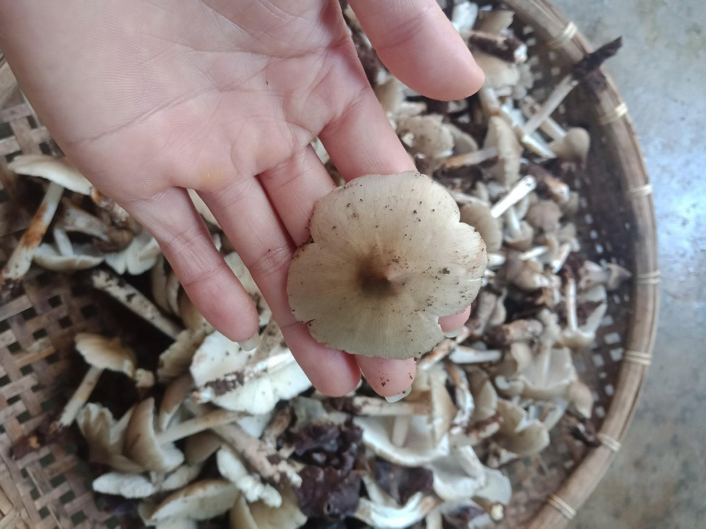 Một ổ nấm mối nở bung được lấy từ vườn cà phê