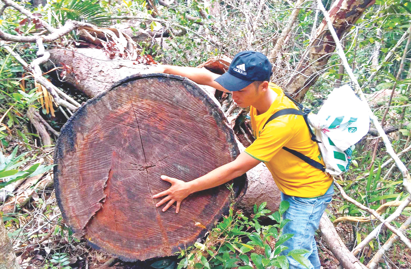 Phóng viên Tiền Lê chụp ảnh bên ngọn của cây gỗ lớn trong rừng Ia Pa Phóng viên Tiền Lê chụp ảnh bên ngọn của cây gỗ lớn trong rừng Ia Pa