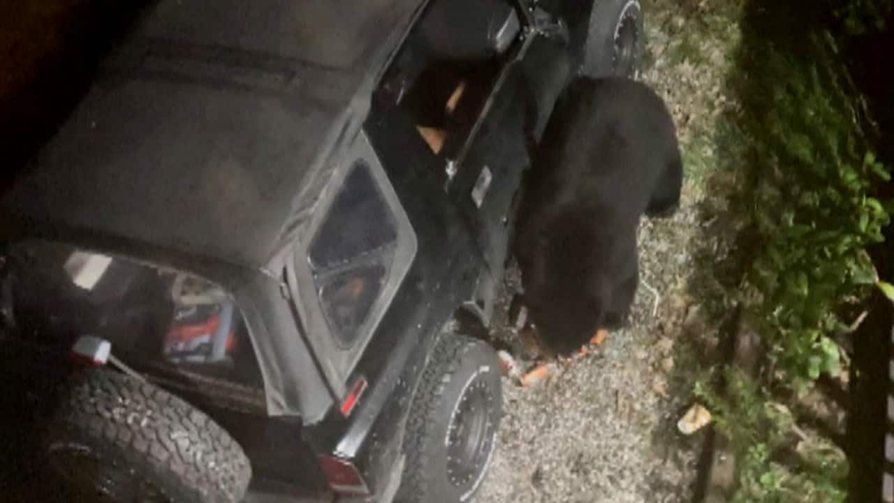 Con gấu hoang đã đột nhập vào ô tô để… uống nước ngọt Con gấu hoang đã đột nhập vào ô tô để… uống nước ngọt