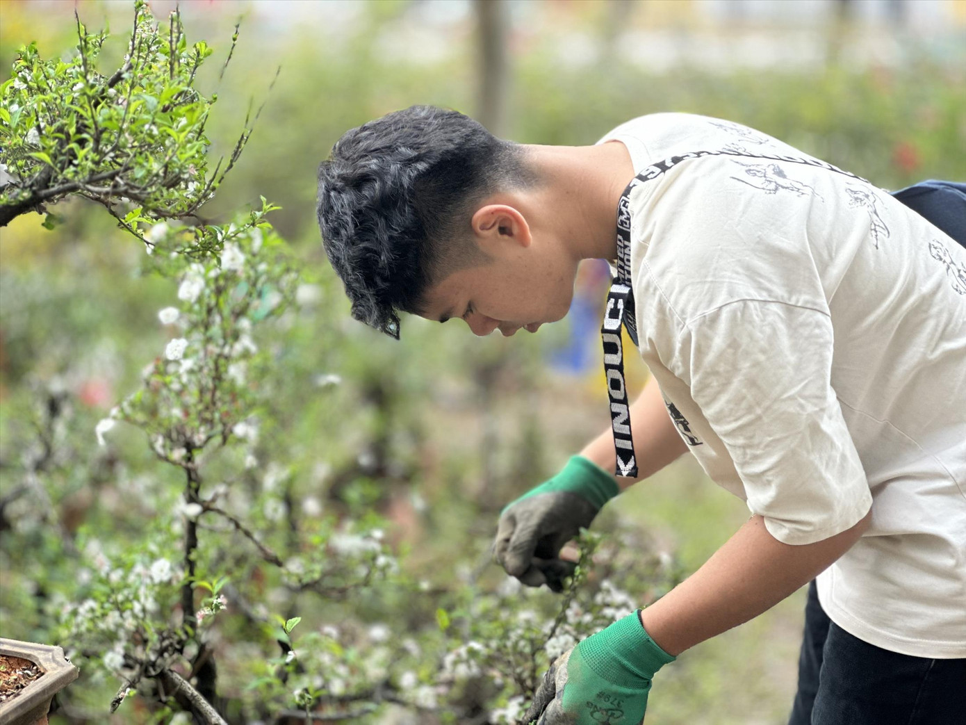 Cây nhất chi mai giá giảm 30% so với năm ngoái Ảnh: Việt Linh Cây nhất chi mai giá giảm 30% so với năm ngoái Ảnh: Việt Linh