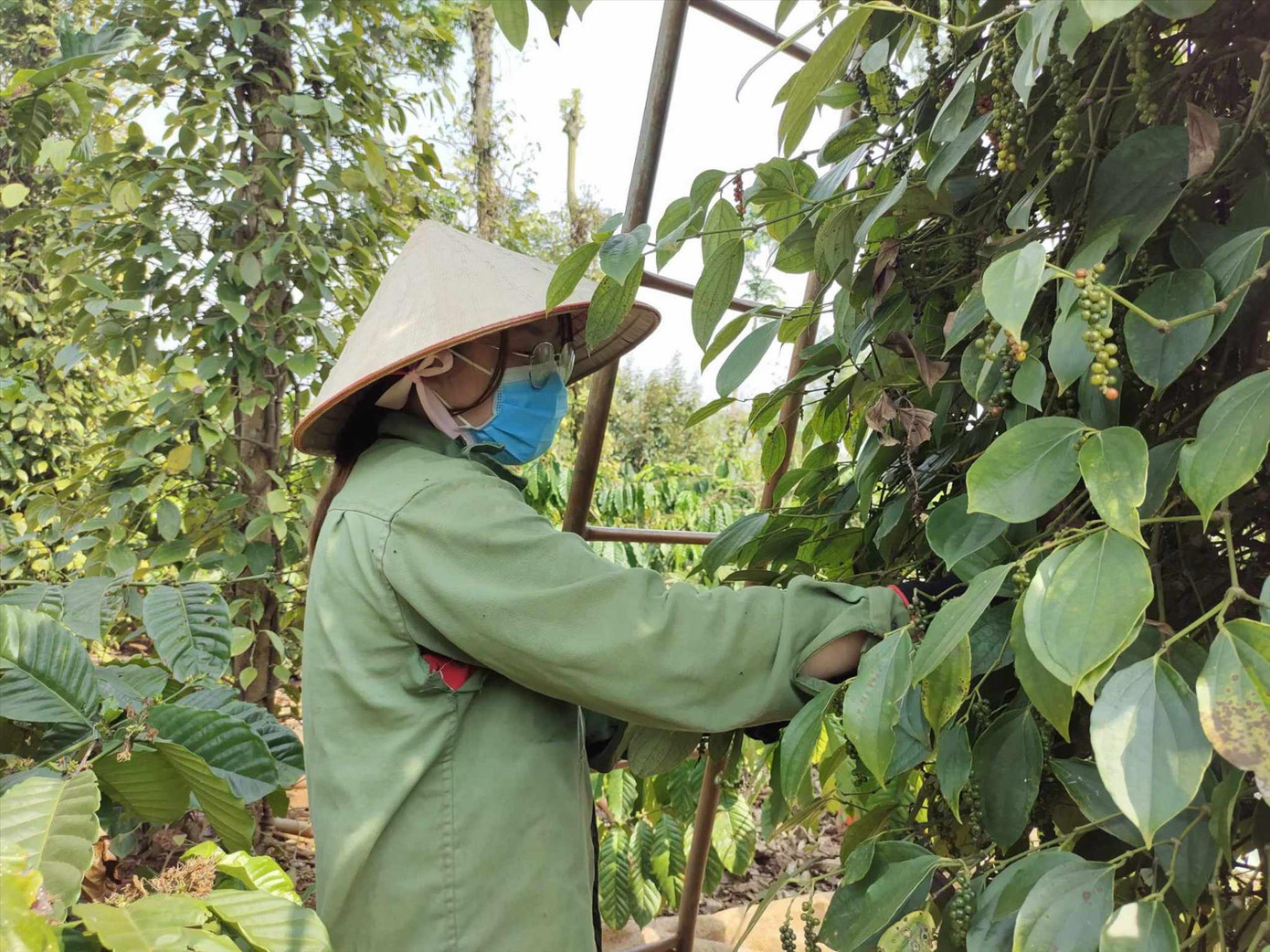 Giá tiêu năm nay tăng cao người nông dân phấn khởi