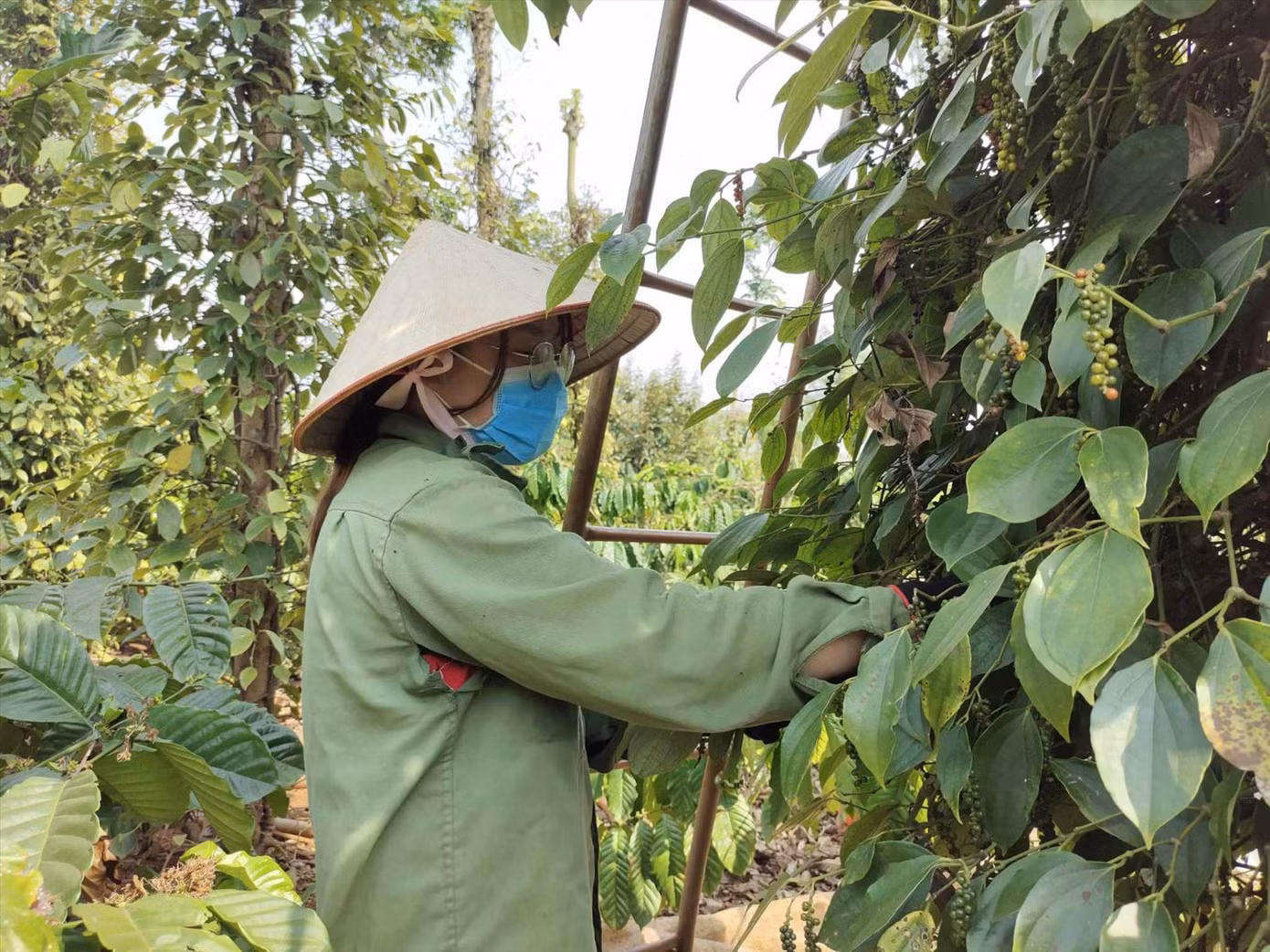 Giá tiêu năm nay tăng cao người nông dân phấn khởi Giá tiêu năm nay tăng cao người nông dân phấn khởi