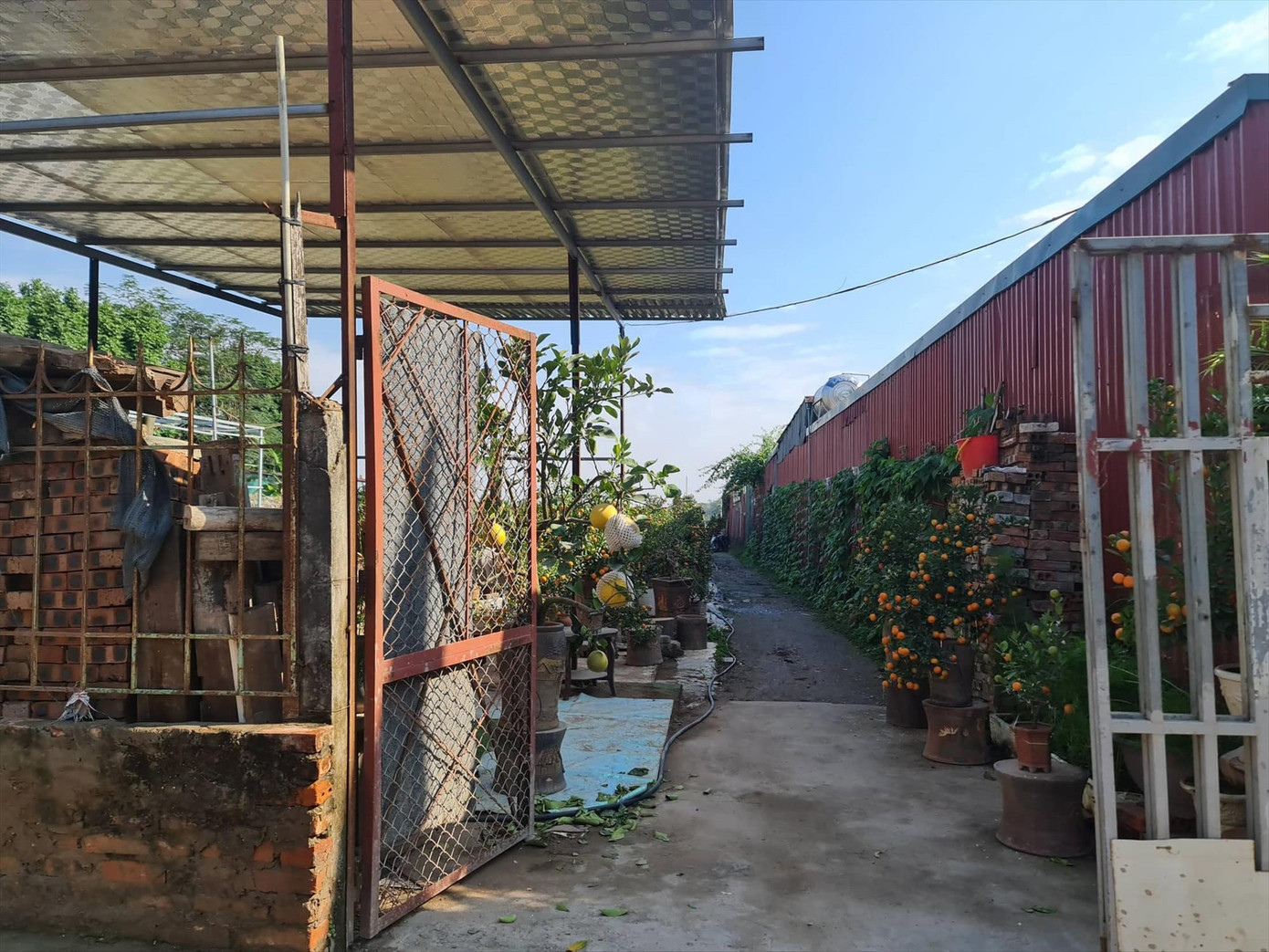 Nhà xưởng mọc xen kẽ đất trồng quất tại phường Tứ Liên