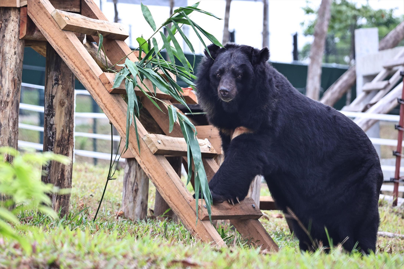 Các cá thể gấu được chăm sóc, cứu hộ tại trung tâm ở Vườn Quốc gia Bạch Mã Các cá thể gấu được chăm sóc, cứu hộ tại trung tâm ở Vườn Quốc gia Bạch Mã