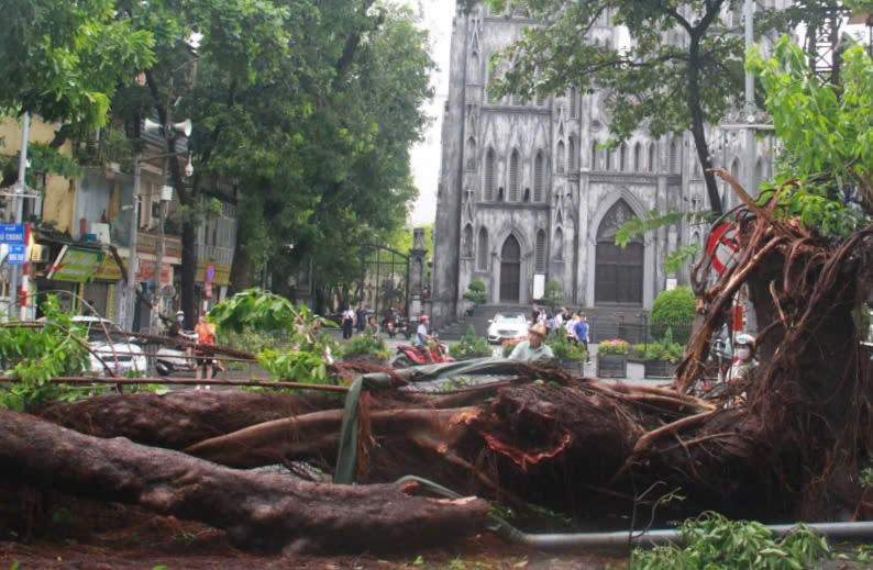 Cây đa phía trước Nhà thờ lớn bật gốc sau bão.