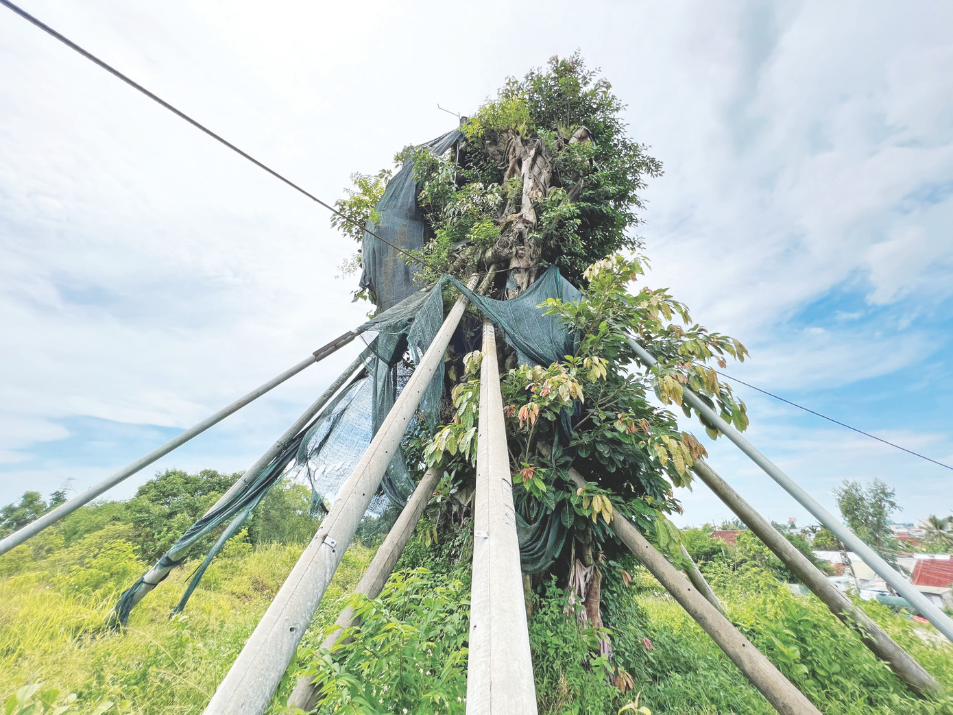 Cụ đa được chằng chống cẩn thận và đã nảy cành xanh lá. Ảnh: NN