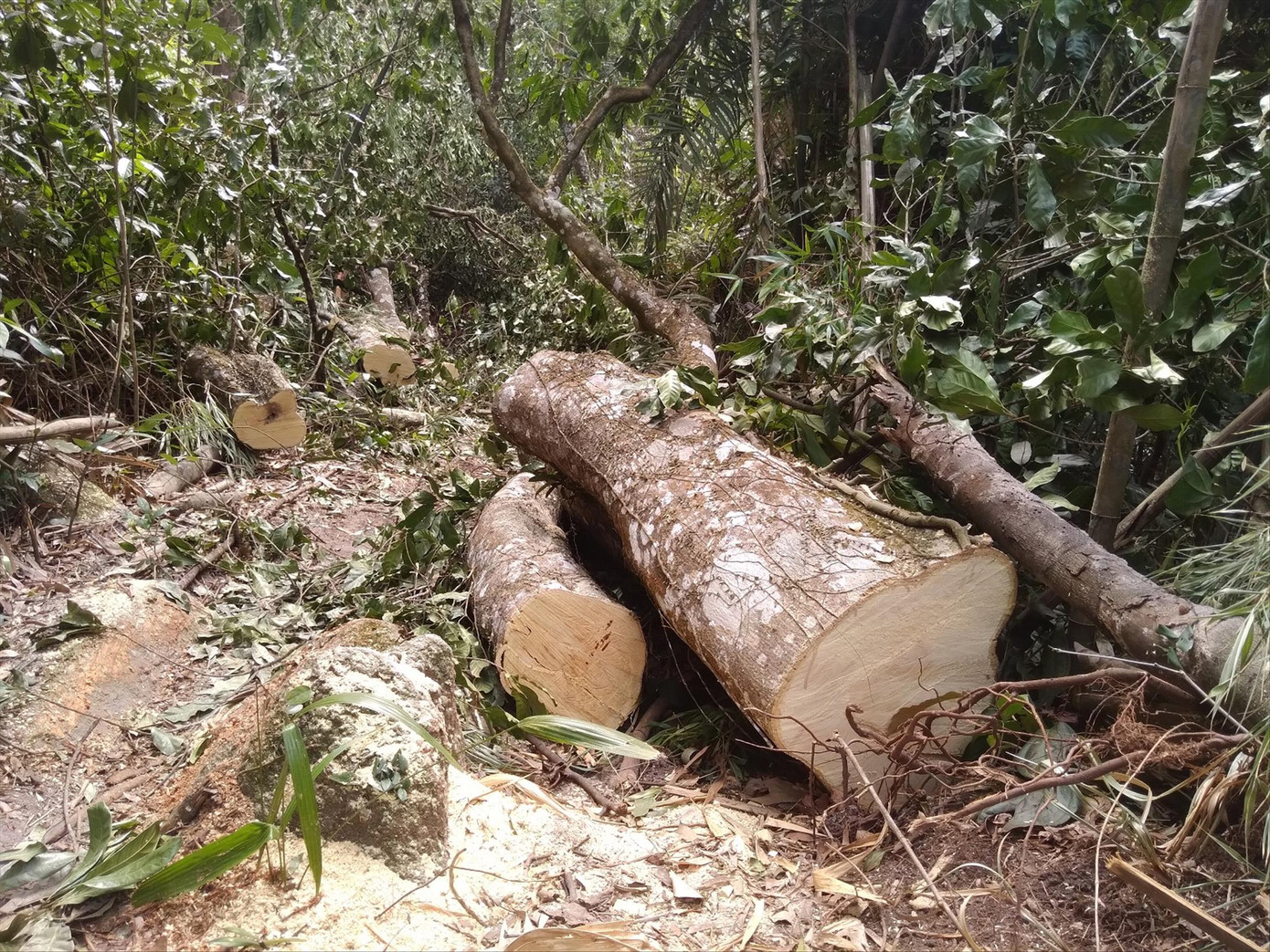 Gỗ bị lâm tặc đốn hạ chất ngổn ngang chờ đưa ra khỏi rừng. Ảnh: Nguyễn Thắng