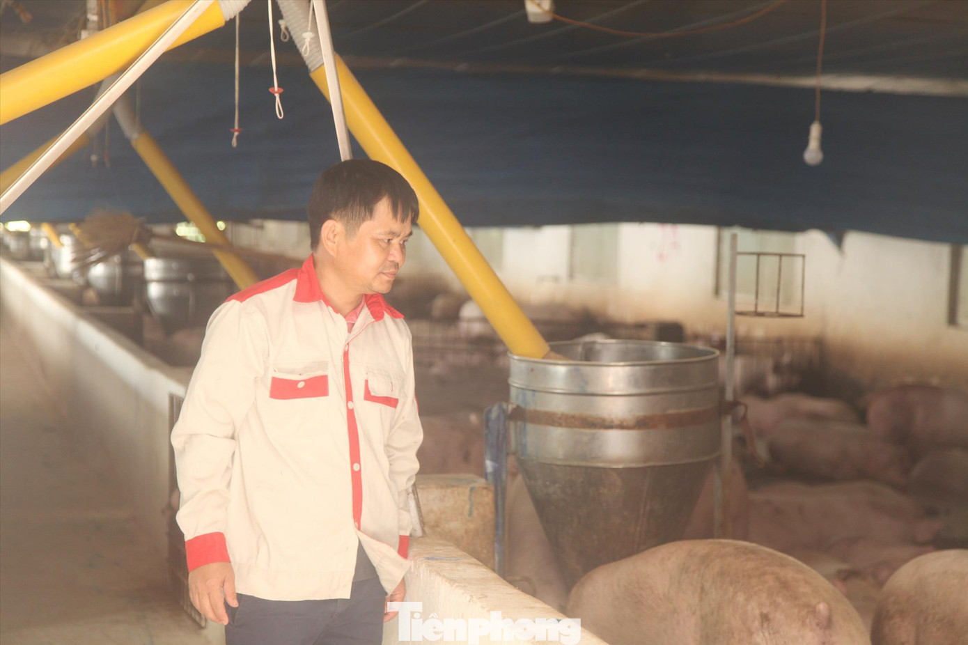 Ông Quê với hệ thống đường ống dẫn thức ăn kết nối với điện thoại di động Ông Quê với hệ thống đường ống dẫn thức ăn kết nối với điện thoại di động