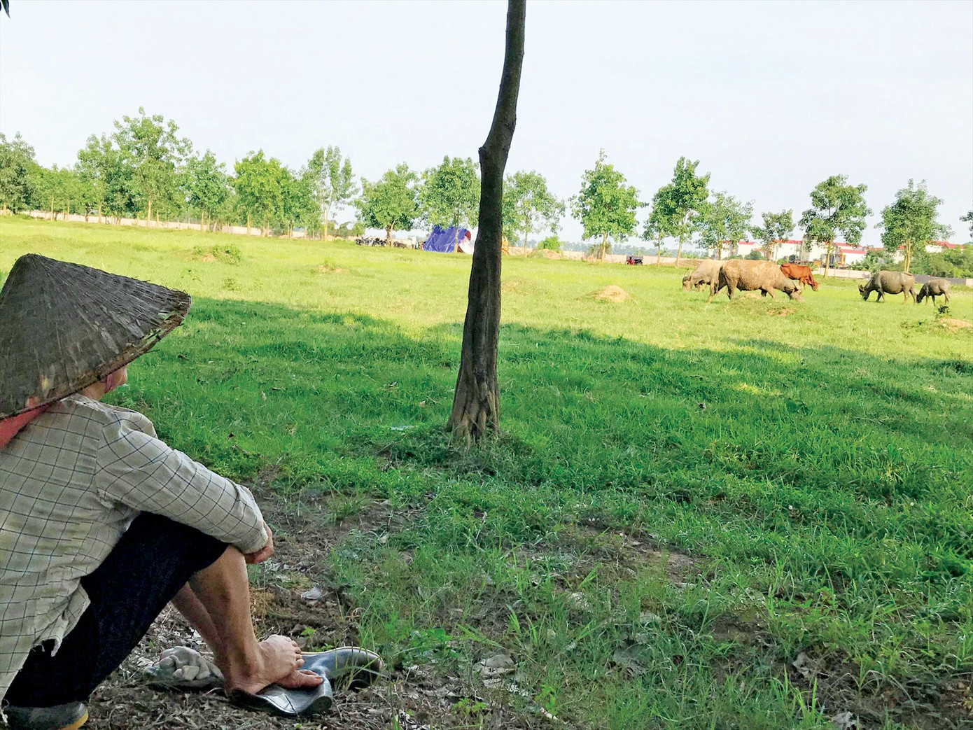 Nhiều dự án bỏ hoang đất tại Mê Linh, Hà Nội gây lãng phí lớn