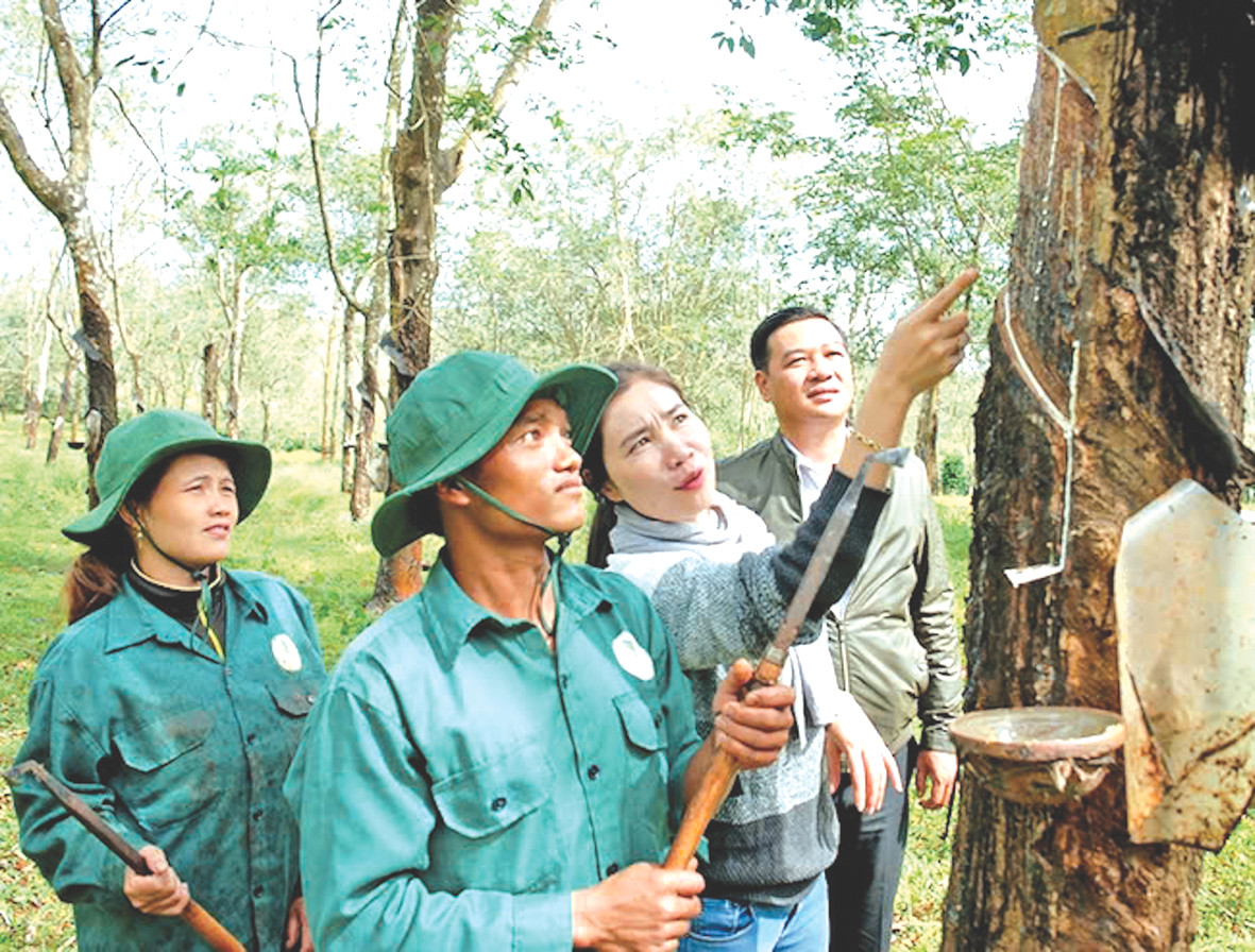 Công ty TNHH MTV cao su Chư Sê rất chú trọng đào tạo nghề cho người dân tộc thiểu số Công ty TNHH MTV cao su Chư Sê rất chú trọng đào tạo nghề cho người dân tộc thiểu số