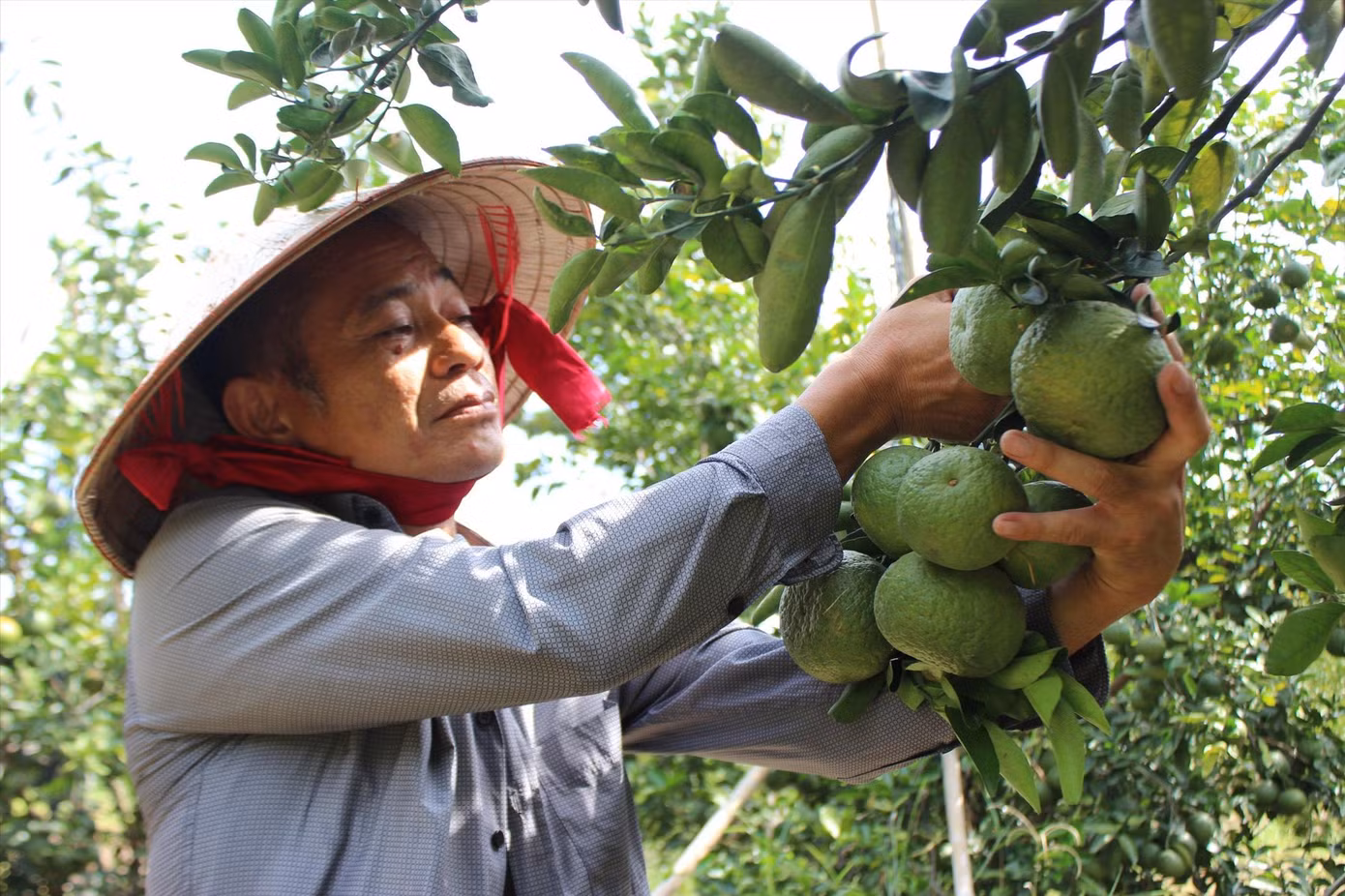 Nông dân huyện Bắc Tân Uyên thu hoạch cam. Ảnh: H.C