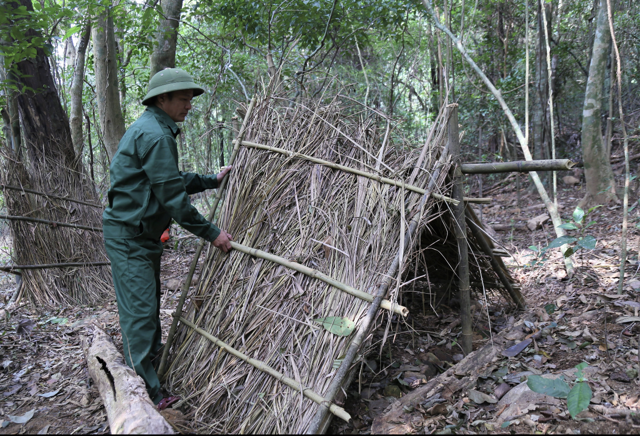 Cán bộ Khu BTTN Bắc Hướng Hóa dựng lán che nắng cho cây sâm Ngọc Linh lúc mới di thực về Sa Mù Cán bộ Khu BTTN Bắc Hướng Hóa dựng lán che nắng cho cây sâm Ngọc Linh lúc mới di thực về Sa Mù