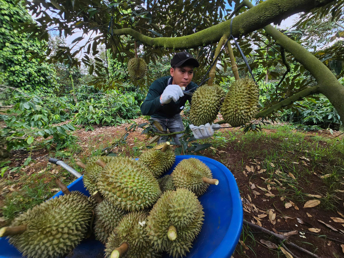 Vườn sầu riêng tại Lâm Đồng bước vào vụ thu hoạch. Ảnh: Thái Lâm