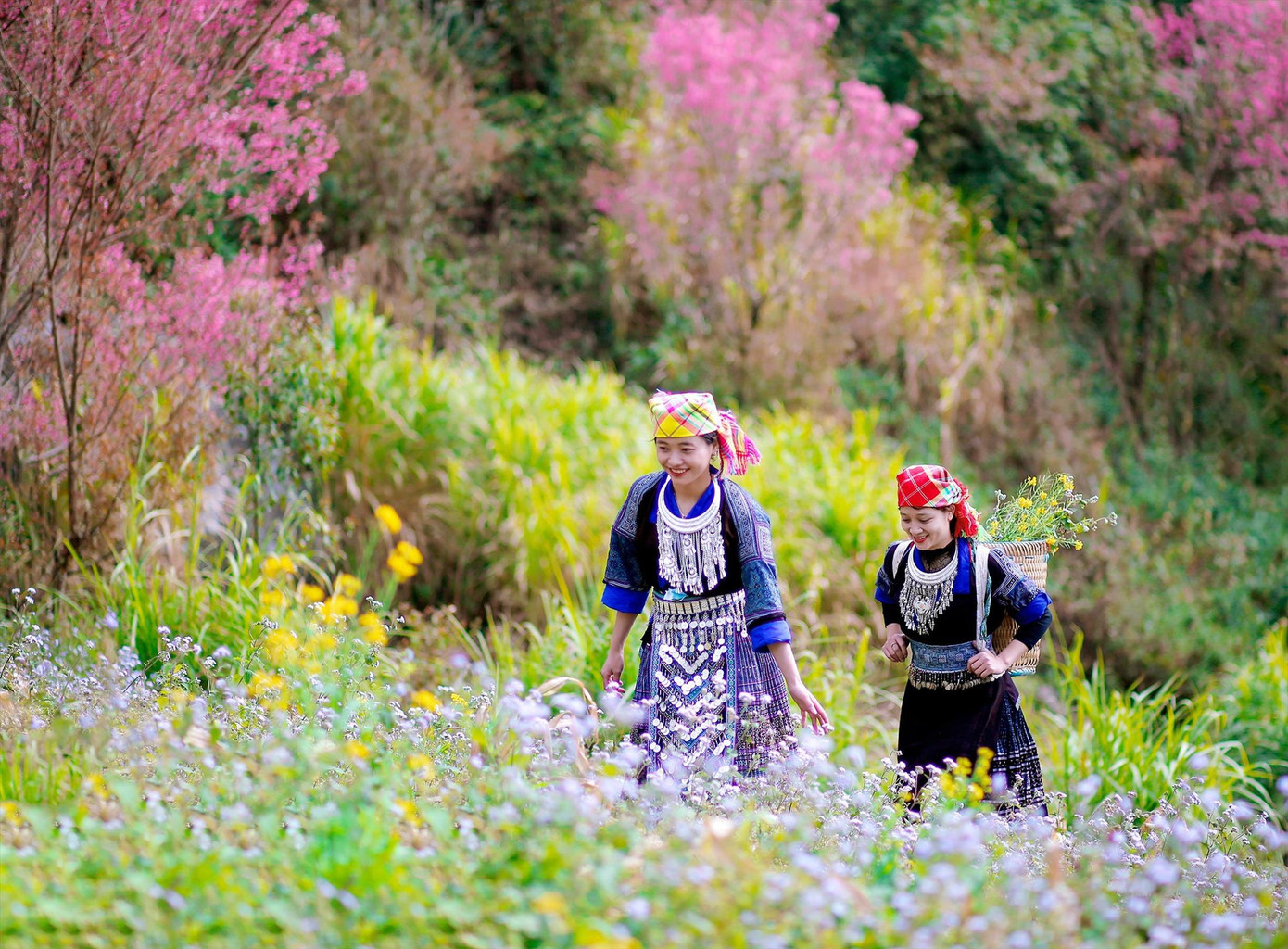 Hoa Đào rừng tạo sức hút du lịch cho huyện nghèo vùng cao Mù Cang Chải