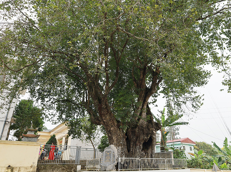 Cây thị hơn 1.100 năm tuổi