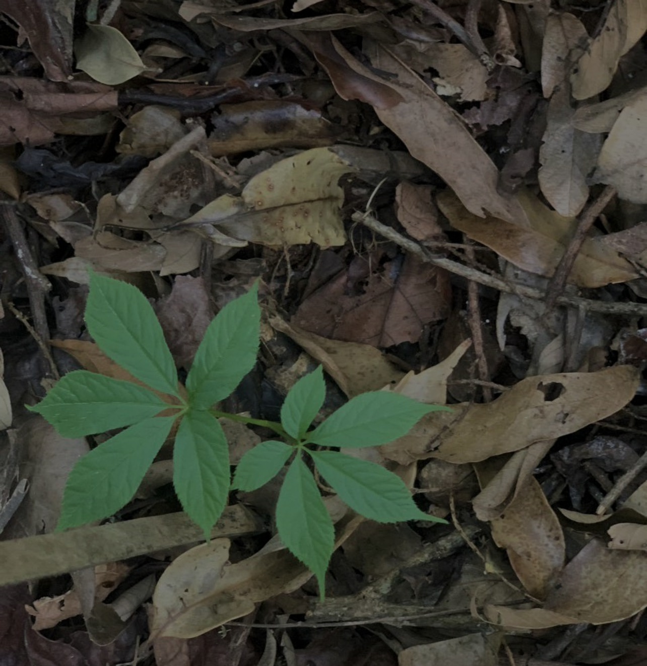 Cây sâm Ngọc Linh bén rễ, phát triển ở đỉnh Sa Mù Cây sâm Ngọc Linh bén rễ, phát triển ở đỉnh Sa Mù