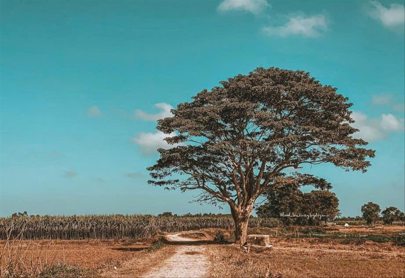 Cây cô đơn ở Huế trong phim Mắt biếc.