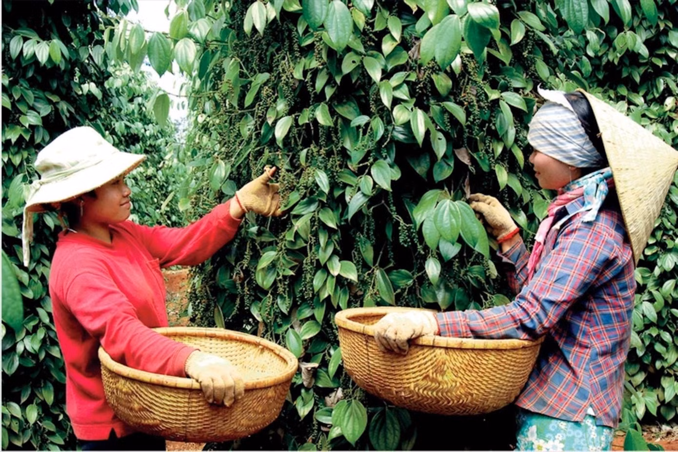 Người dân Chư Sê, Gia Lai thu hoạch tiêu Người dân Chư Sê, Gia Lai thu hoạch tiêu