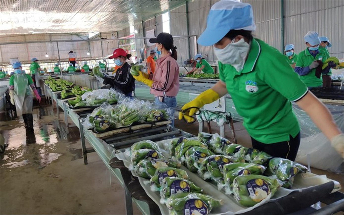 Xuất khẩu rau quả Việt Nam dự báo sẽ bùng nổ trong năm 2023