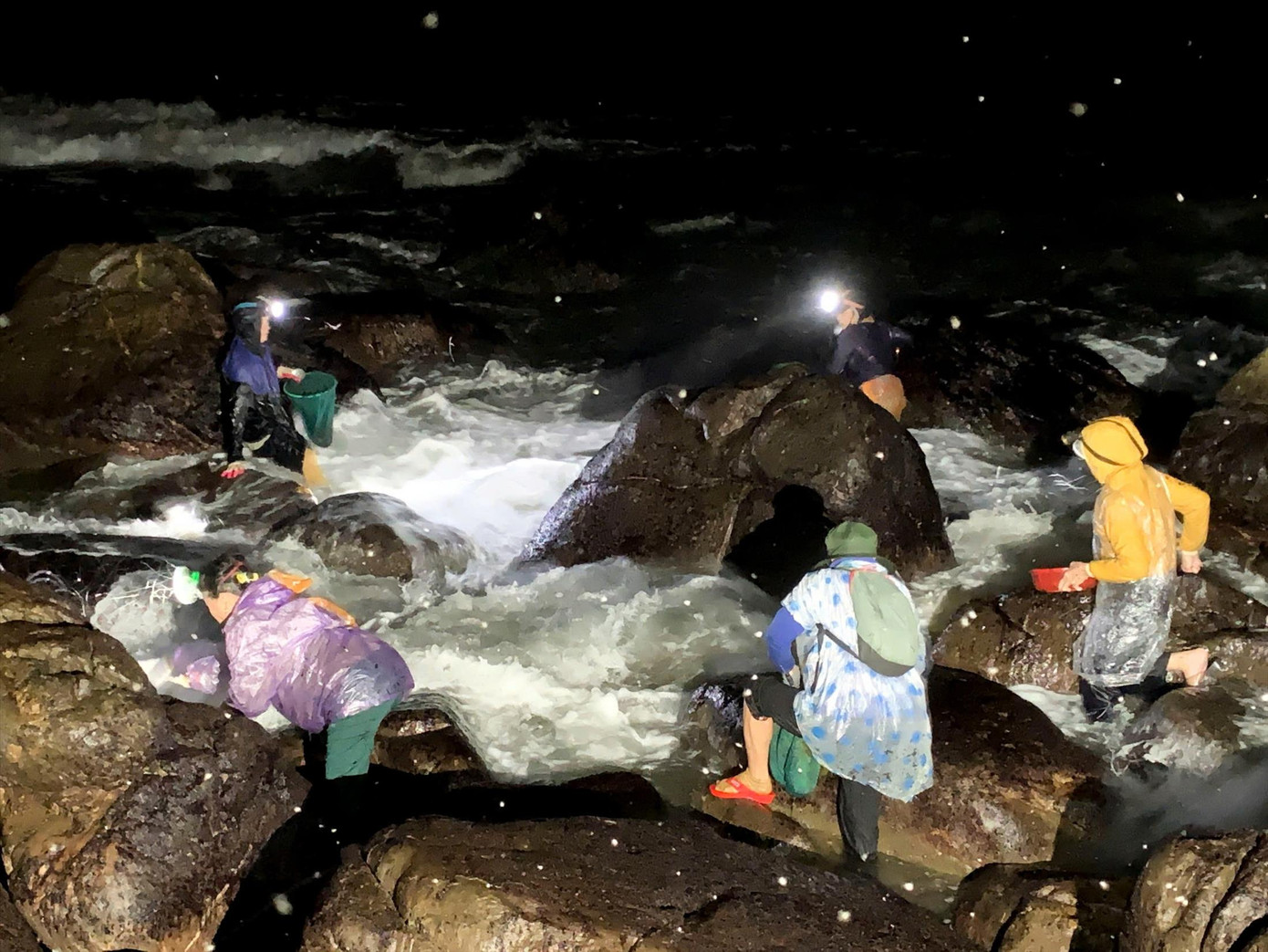 Để hái được nhiều rong mứt, người dân phải đi săn từ lúc 1 – 2h sáng. Ảnh: DQ