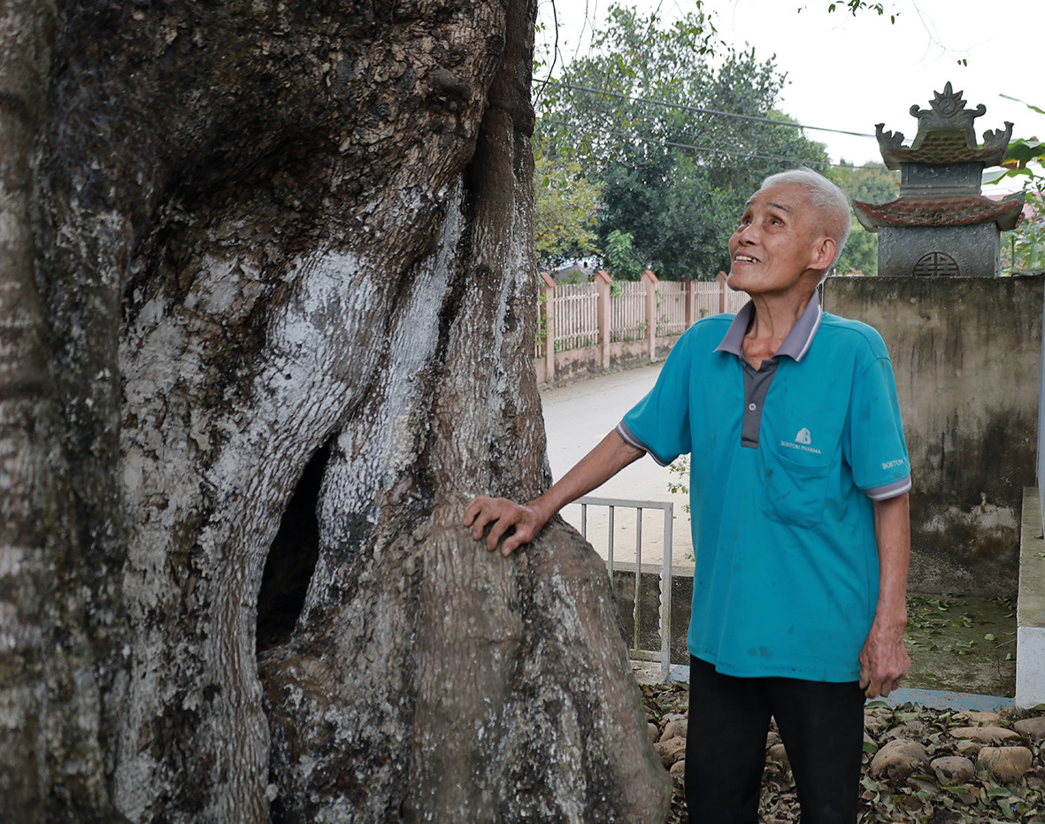 Ông Phạm Văn Lợi (94 tuổi) bên cây thị cổ thụ