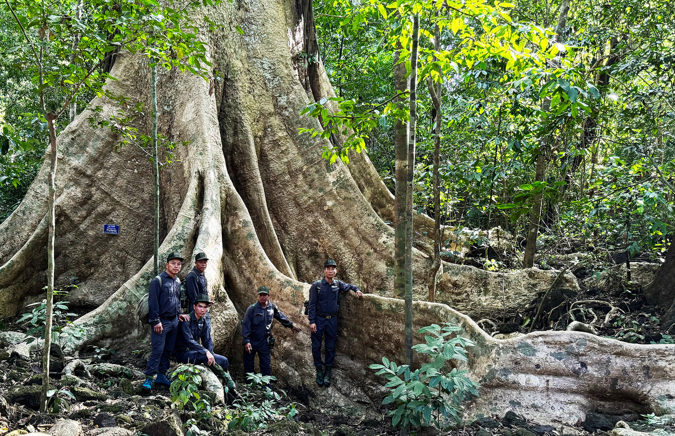 Cây Tung cổ thụ hơn 400 năm tuổi Cây Tung cổ thụ hơn 400 năm tuổi
