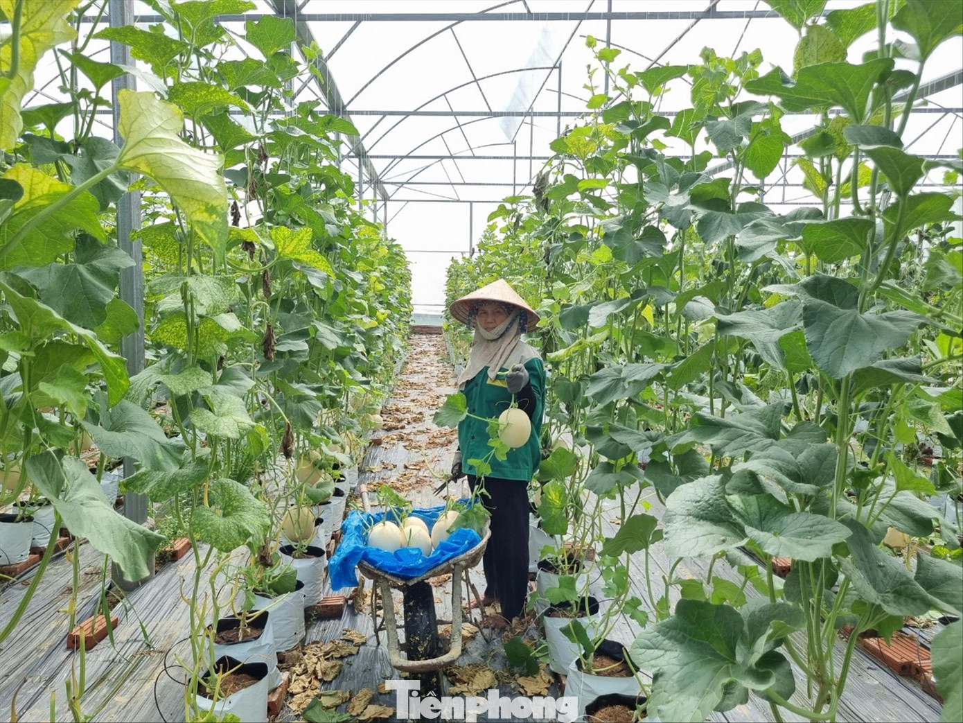 Mô hình khởi nghiệp của anh Nguyễn Quốc Huy được Tỉnh Đoàn Bắc Ninh kịp thời hỗ trợ nguồn vốn vay ưu đãi