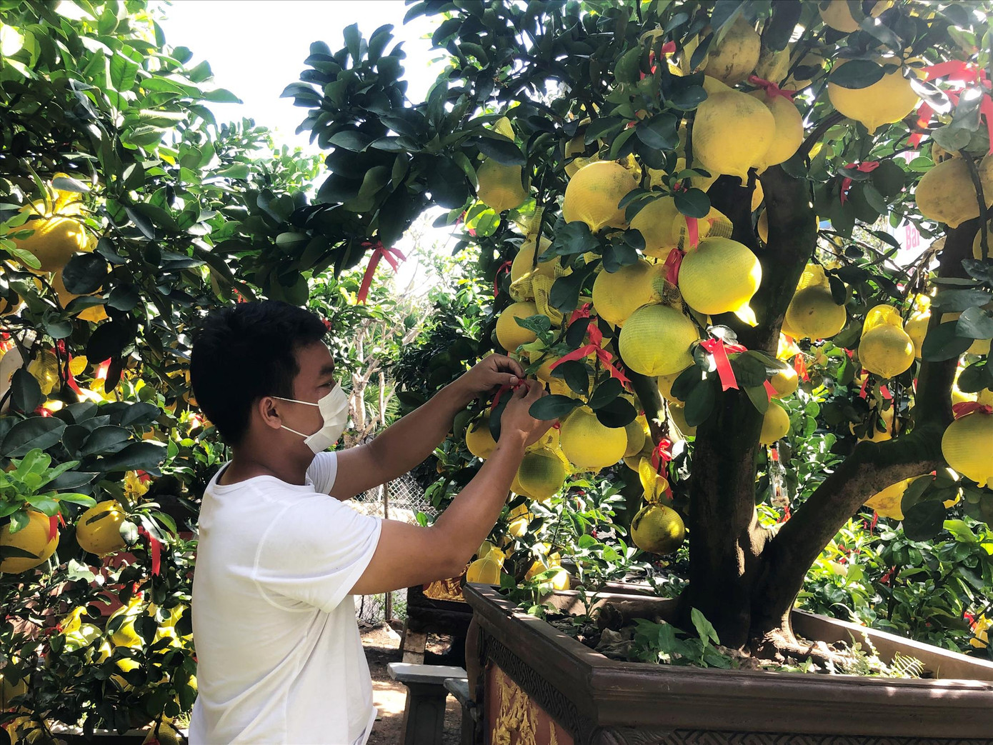 Bưởi Diễn từ phía Bắc được nhà vườn đưa về TPHCM khá sớm phục vụ thị trường Tết Bưởi Diễn từ phía Bắc được nhà vườn đưa về TPHCM khá sớm phục vụ thị trường Tết