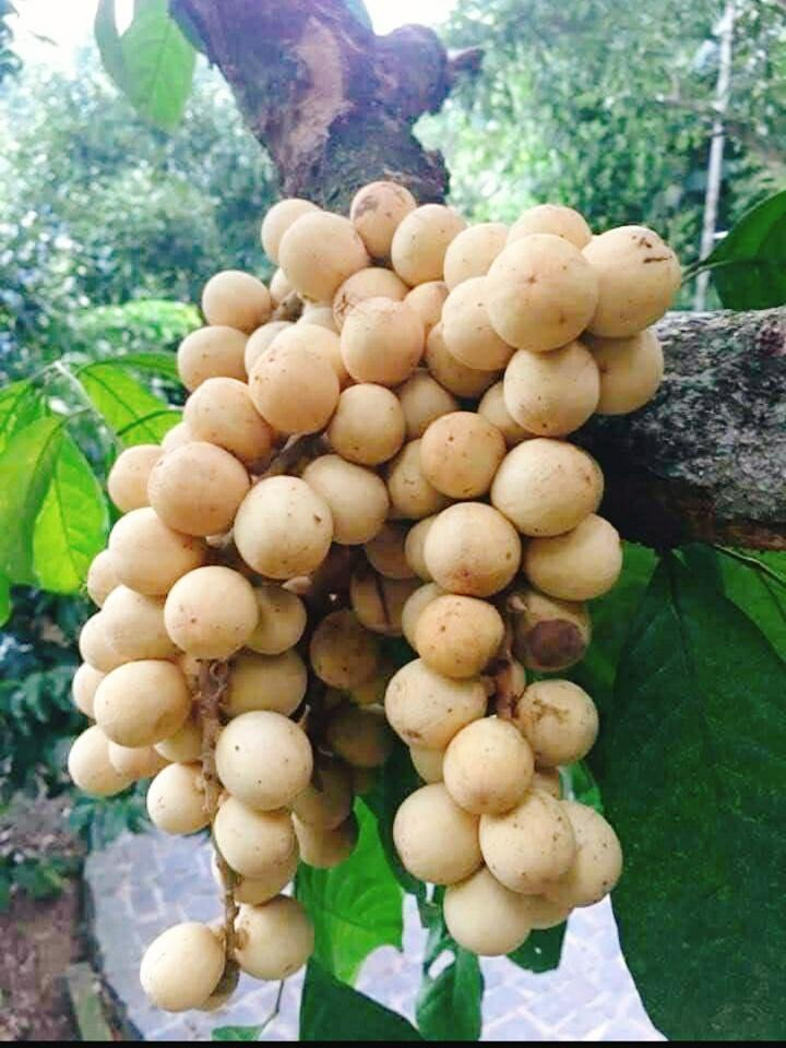 Trái bòn bon đặc sản của Tiên Phước Trái bòn bon đặc sản của Tiên Phước