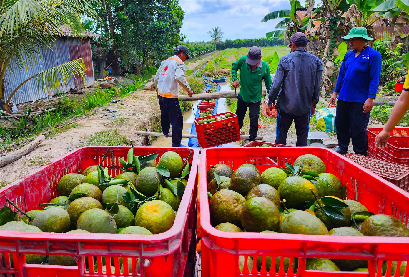Phòng Nông nghiệp huyện Trà Ôn đang đưa cam sành lên sàn thương mại điện tử. Ảnh: Kim Hà