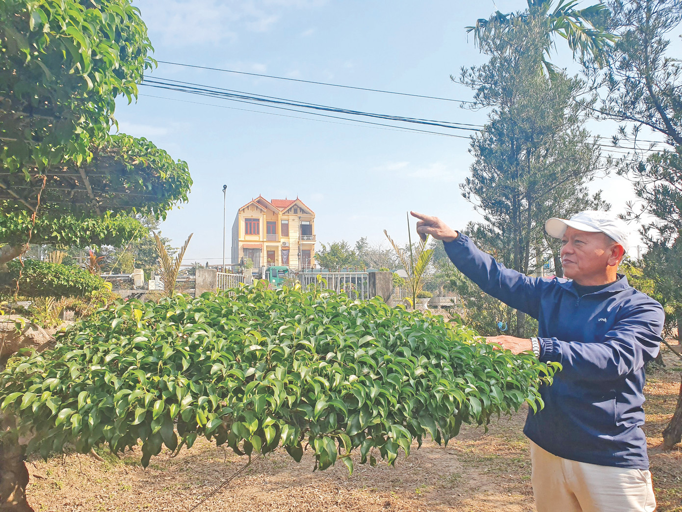 Ông Đỗ Duy Quân (SN 1961), Phó Chủ tịch Hội Sinh vật cảnh xã Điền Xá giới thiệu những cặp sanh dáng long Ông Đỗ Duy Quân (SN 1961), Phó Chủ tịch Hội Sinh vật cảnh xã Điền Xá giới thiệu những cặp sanh dáng long
