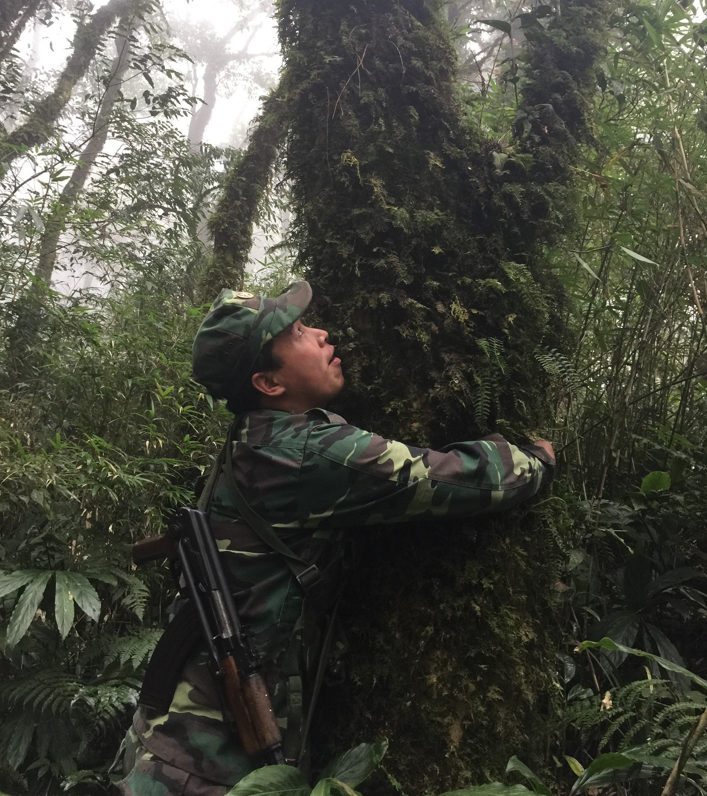 Những cây chè cổ thụ một người ôm không xuể.