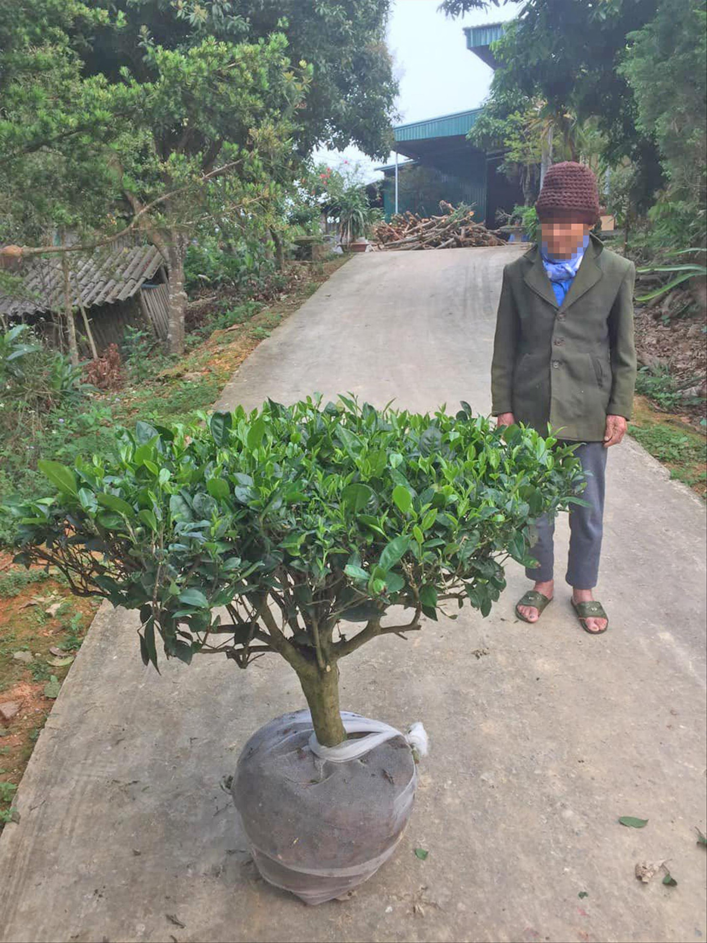 Việc người dân chạy theo bạch hải đường có nguy cơ ôm trái đắng, vỡ nợ tiền tỷ như lan đột biến