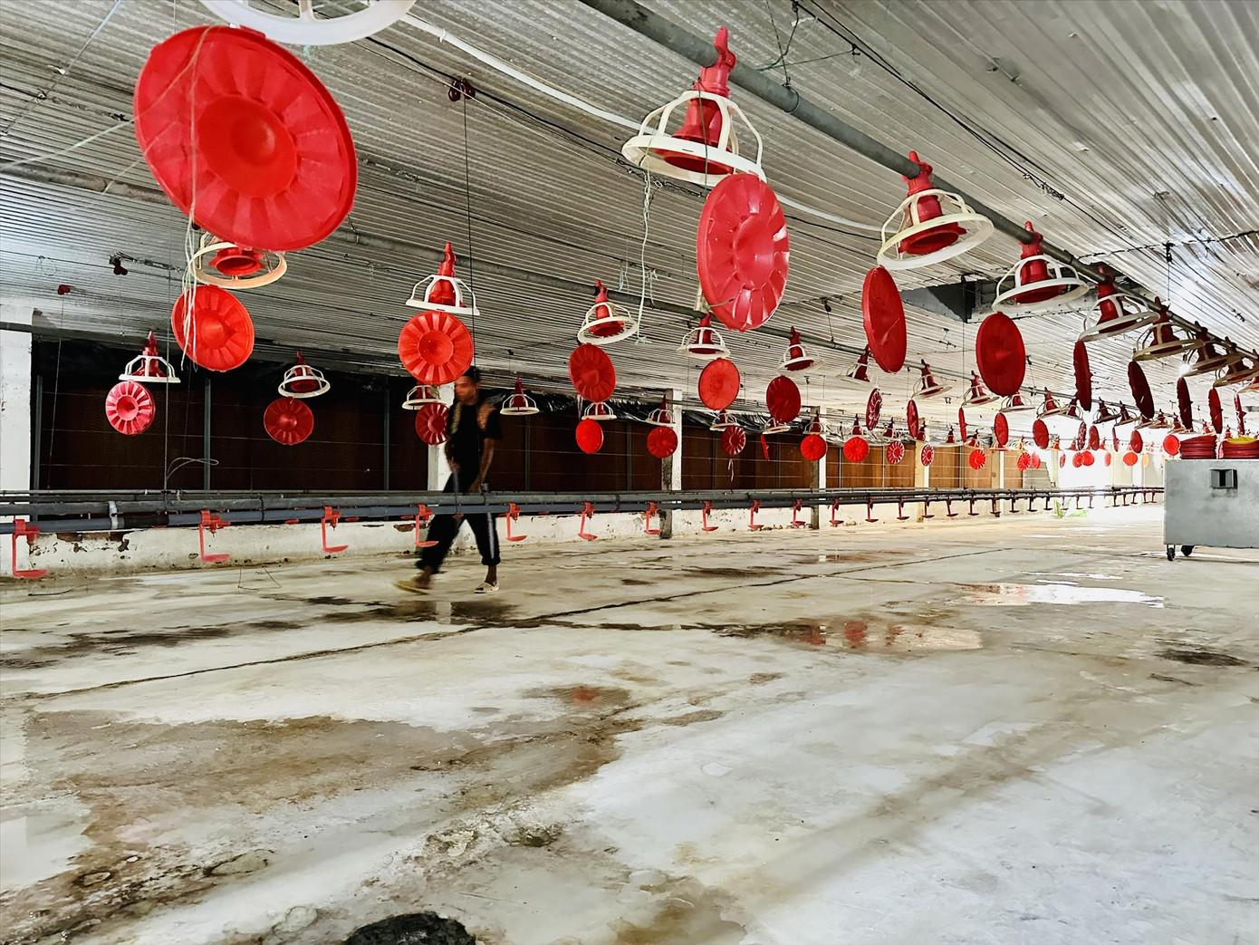 Nhiều nông dân “treo chuồng” vì không còn vốn để tiếp tục chăn nuôi. Ảnh: U.P