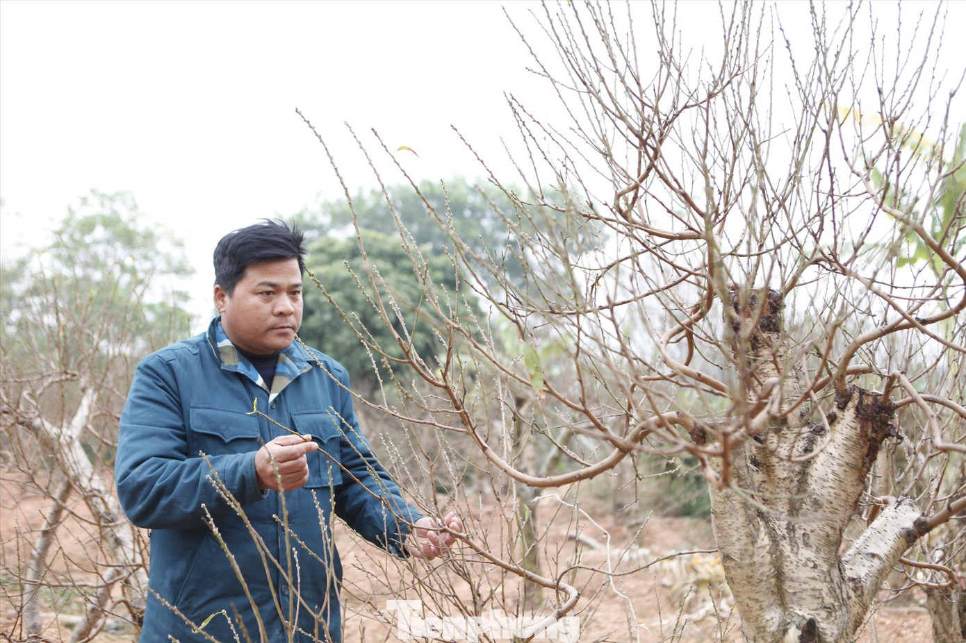 Anh Vi Văn Tuấn có hàng chục năm trong nghề “săn” đào bán Tết