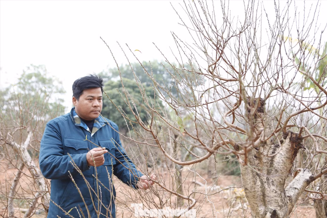Anh Vi Văn Tuấn có hàng chục năm trong nghề “săn” đào bán Tết
