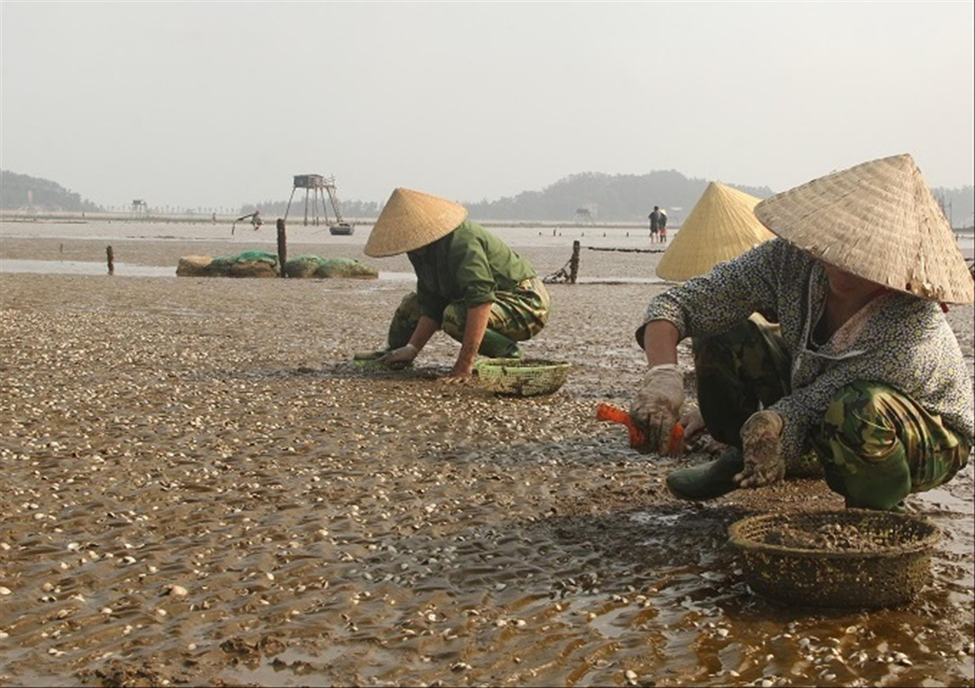 Người dân thu nhặt xác ngao bị chết