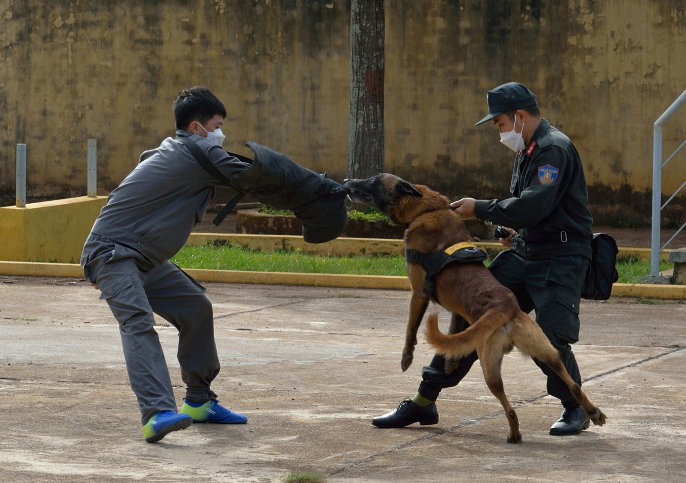 Khuyển binh tham gia tập luyện cùng cảnh sát cơ động Khuyển binh tham gia tập luyện cùng cảnh sát cơ động