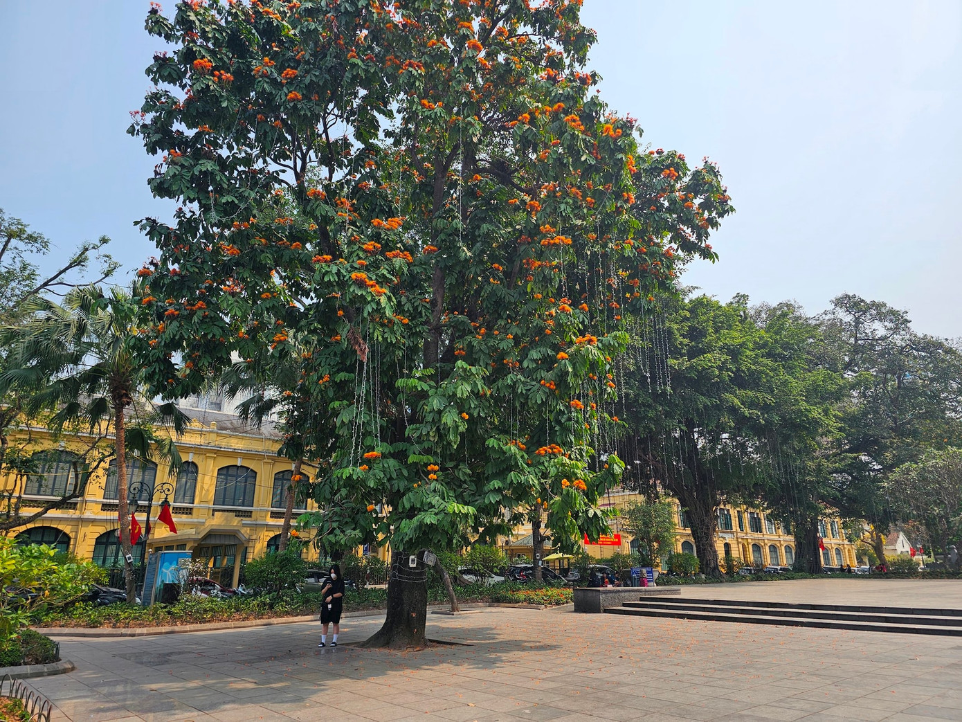 Theo phương án thiết kế cải tạo, nâng cấp vườn hoa Lý Thái Tổ sẽ phải chặt hạ và dịch chuyển 25 cây xanh, do các cây xanh này nằm trên đường dạo và trên hệ thống nhạc nước của dự án. Ảnh: Hoàng Sơn