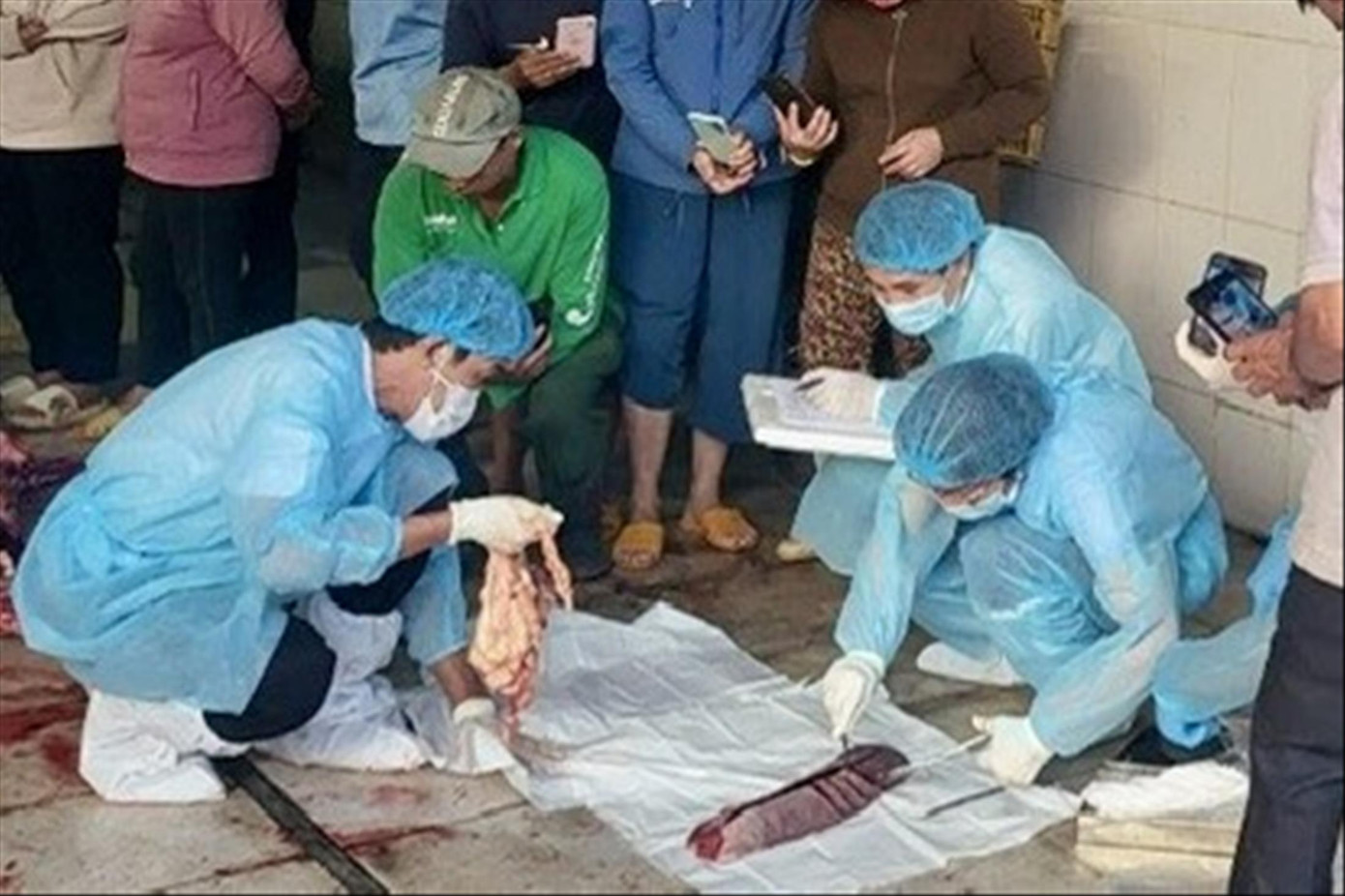 Lực lượng chức năng mổ bò chưa tiêm vắc xin